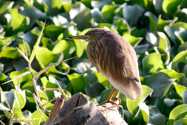 Pond Heron