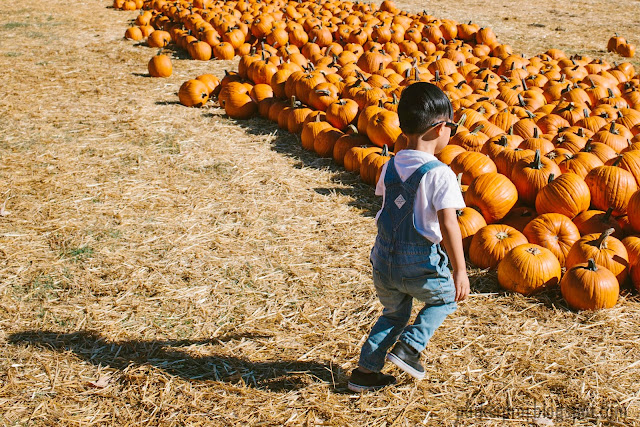 Bates Nut Farm, San Diego family, pumpkin patch, San Diego, fall