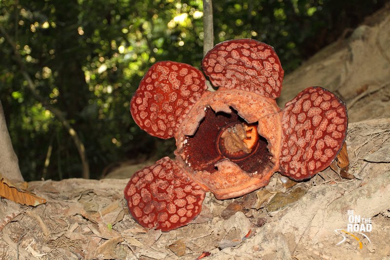 Rafflesia flower from Malaysia