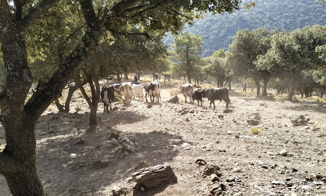 Ganadería Francisco Porcel, toros, Jérez del Marquesado, Lugros.
