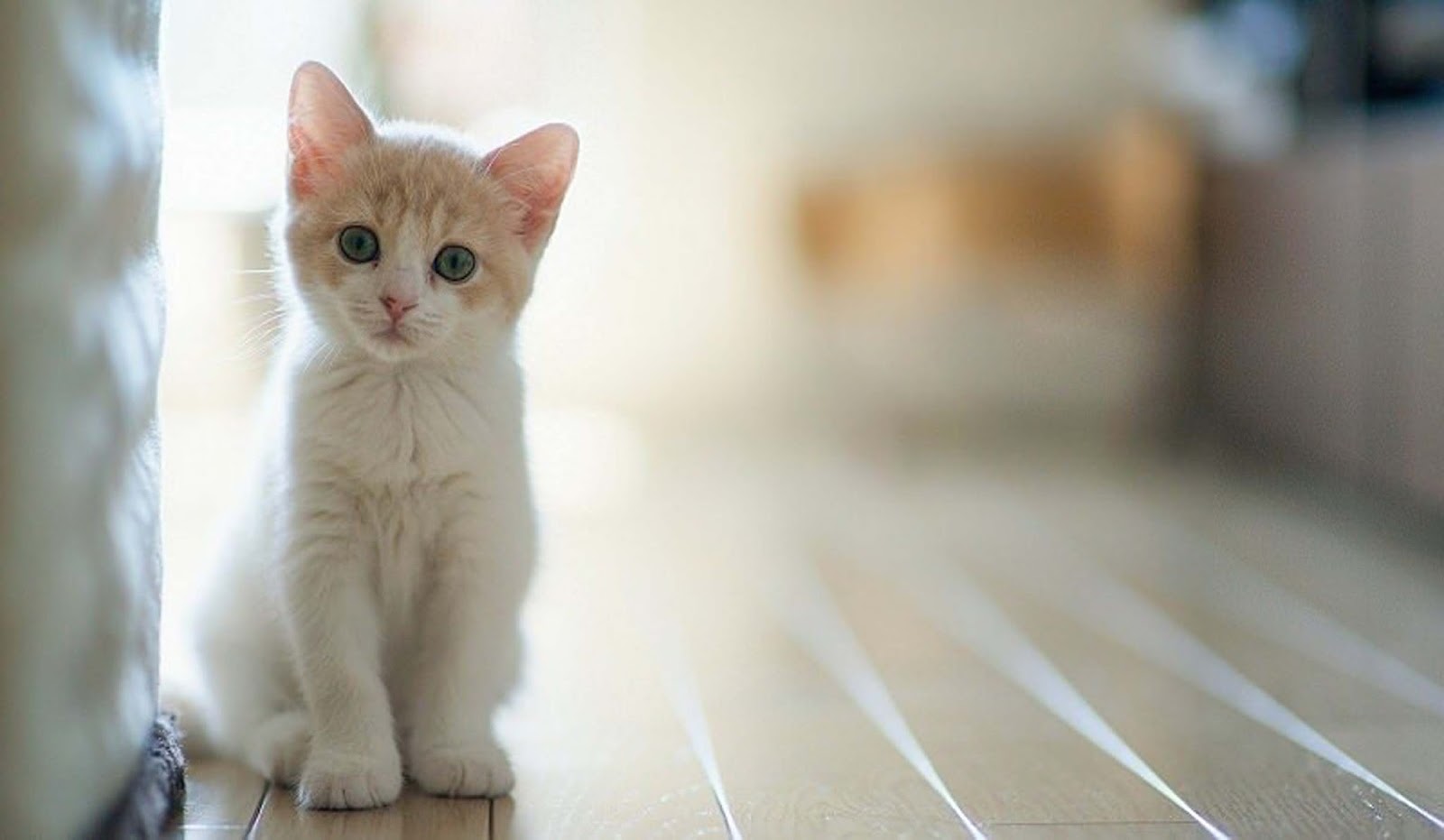 Berikut Alasan Kenapa Kucing Menjadi Hewan Yang Recomended Untuk