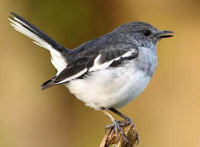 "Oriental Magpie-Robin - perched on a dtump singing a song."