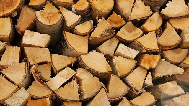 mengenal kayu pinus