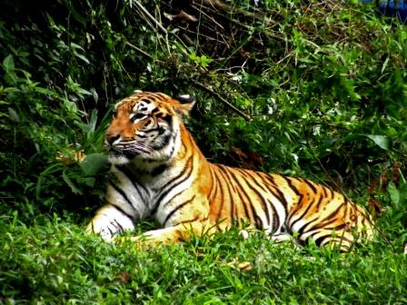 Harimau