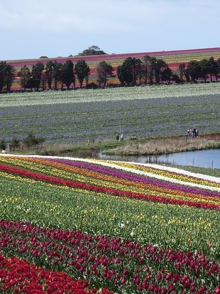 [Tulip+Fields+(6).jpg]