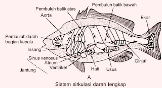 Soal Sistem Transportasi (Peredaran Darah) Hewan 