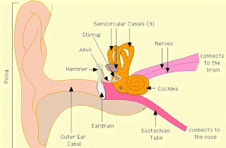 Ear Anatomy Diagram With  Definition and Function