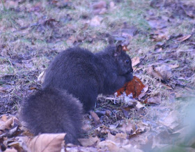 Squirell - watching us :) 