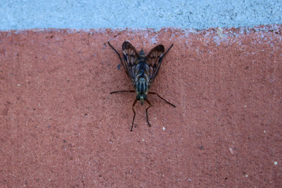Gewone Snipvlieg - Gewoane Snaffelmich - Rhagio scolopaceus