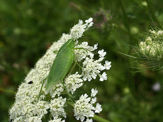 Sauterelle à grandes ailes - Sauterelle verte - Scudderia pistillata