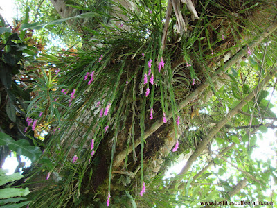 Isochilus linearis care and culture