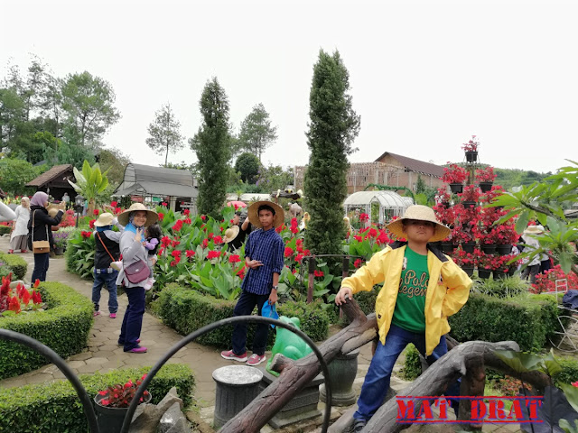 Bercuti Bandung Kebun Begonia Lembang