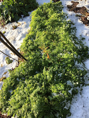 gardening in the snow - carrots