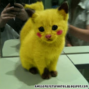 Its official! We have found pikachu and after all he's a real cat! yeaaaah!