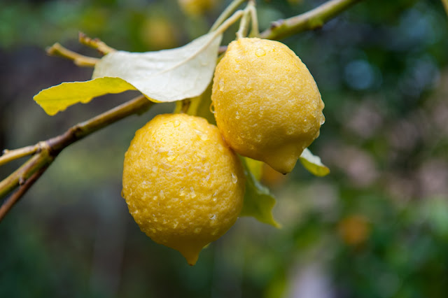 Consigli per coltivare il limone in vaso