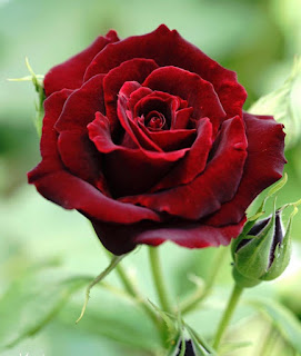 Pictures of burgundy roses - Pictures of burgundy roses - Download pictures of burgundy roses - Download pictures of different colored roses - rose flower - NeotericIT.com
