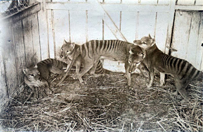 Captive thylacines (Tasminaian tigers).