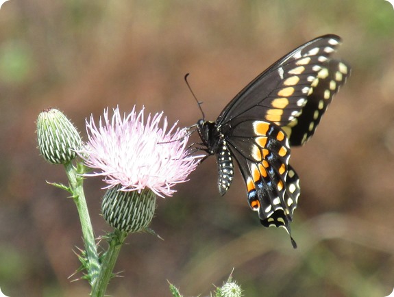 10 Black Swallowtail Butterfly (2)