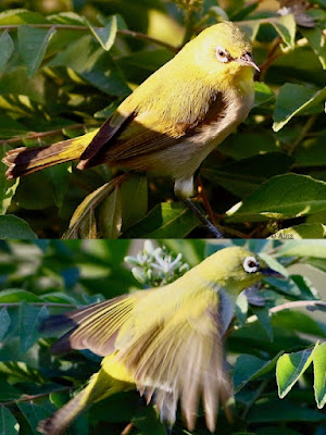 "Indian White-eye - Zosterops palpebrosu,collage."