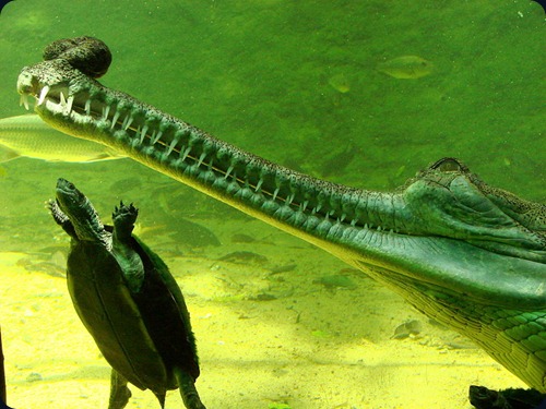 Gharial_and_Turtle_at_the_Crocodile_Bank_-_Mamallapuram_-_India