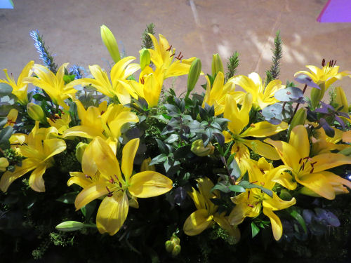 yellow lilies