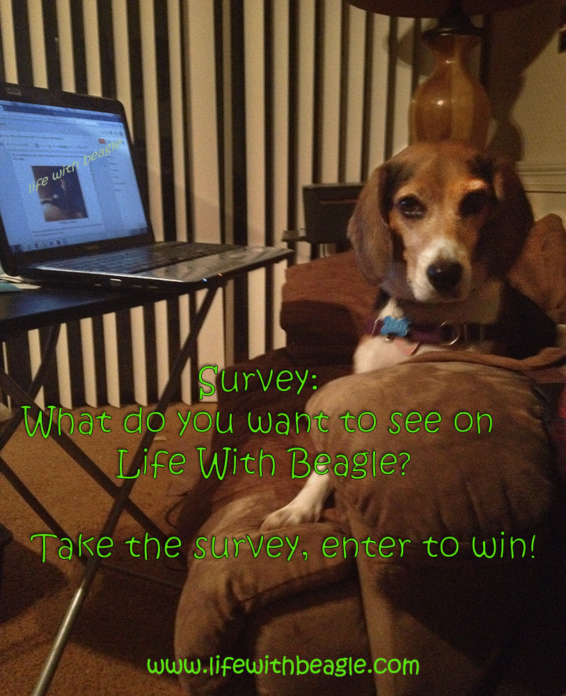 http://www.lifewithbeagle.com/2014/10/take-our-survey-and-enter-to-win-how.html
