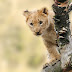 Lion Big Cat