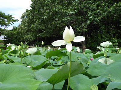 花博記念公園鶴見緑地のハスの花