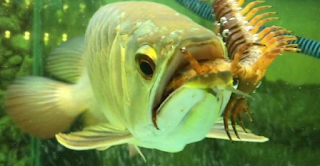 CIRI CIRI IKAN ARWANA LAPAR
