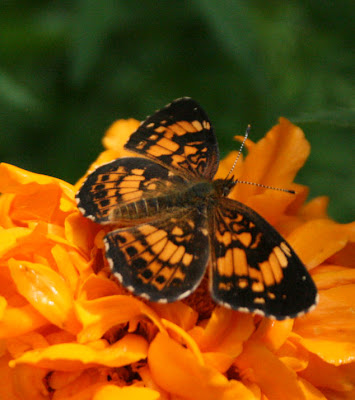 The Öko Box: Orange and Black Butterfly on Marigold