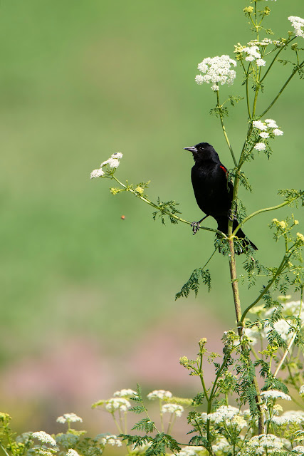 wildlife, nature, nature photography, Mt. Shasta, landscape photography, California, travel, birds, birdwatching, blackbird, art, flowers