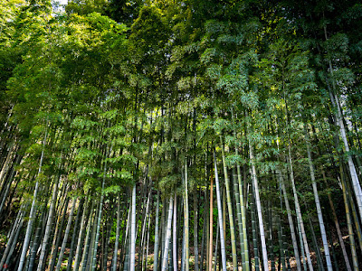 Bamboo grove: Jochi-ji