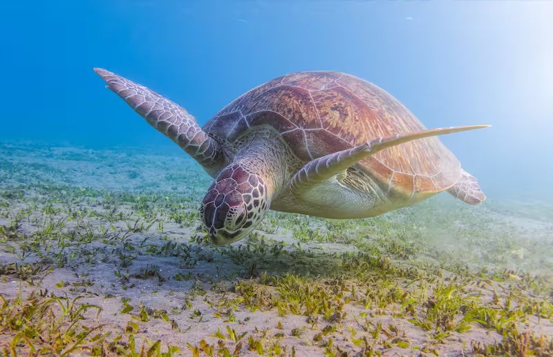 Rùa biển xanh gặm cỏ trên thảm cỏ biển tại Biển Đỏ