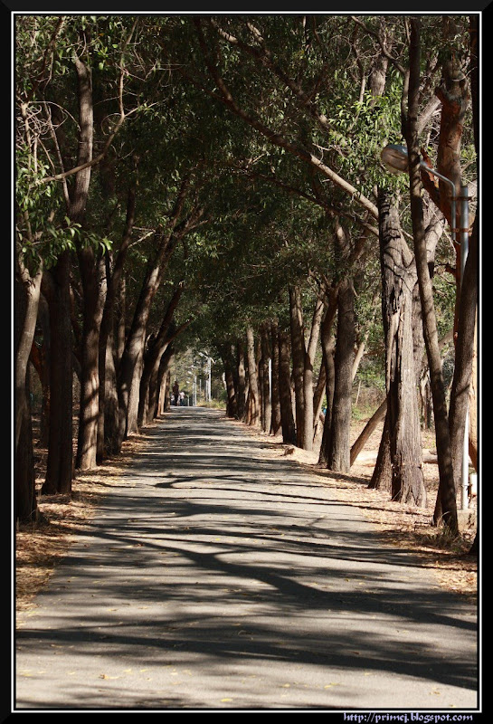 Tree Lined Path