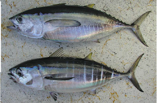 Manfaat Ikan Tuna