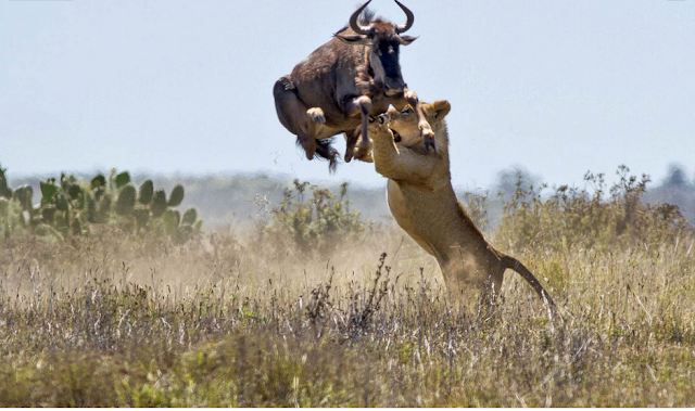 Gnu salta a uma altura de 2 metros tentando evitar o ataque de uma leoa faminta