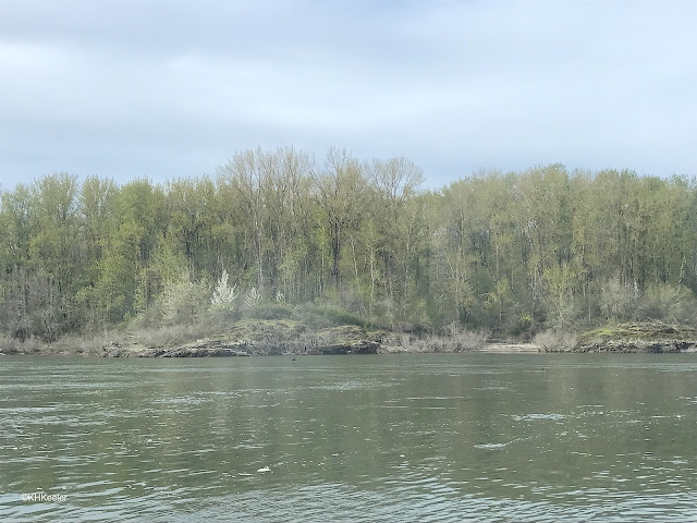 Forest along the Columbia