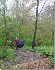 hd woodland
