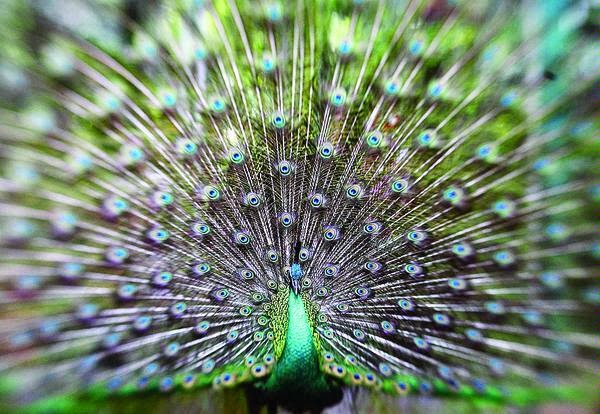 10 Jenis Burung  Indah Yang Paling Menakjubkan Sejagat 