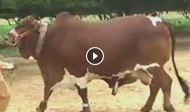  shah cattle farm 2013, shah cattle farm 2014,  cattle farming in pakistan, shah cattle farm 2014, shah cattle farm 2014 video, shah cattle farm 2014 dailymotion, shah cattle farm 2014 facebook, shah cattle farm 2014 pics, shah cattle farm 2014 cows, Shah Cattle Farm 