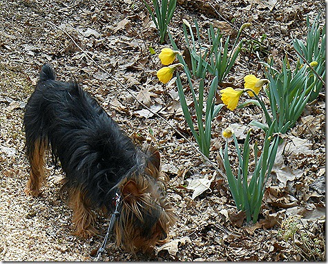 Aspen_Daffodils