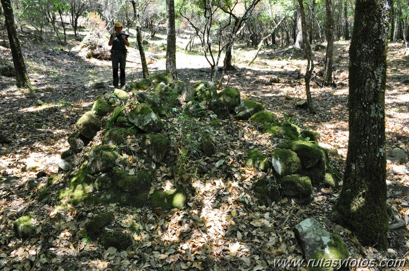 En el corazón del bosque III