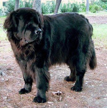 How Well Is Your Newfoundland Groomed?