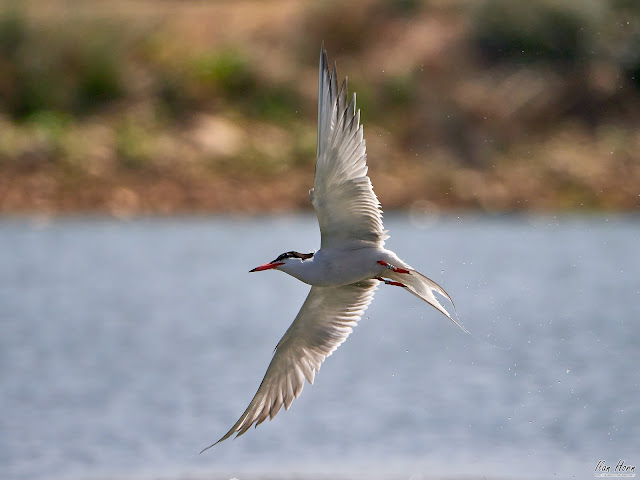 Tern between Water and Land