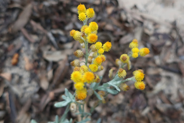 Yellow buttons daisies