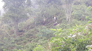 Kebun Produktif Kota Walini Avocado Land