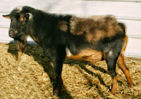 Reference Nigerian Dwarf buck