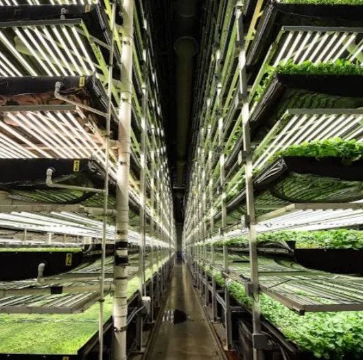 Vertical Farms in Dubai