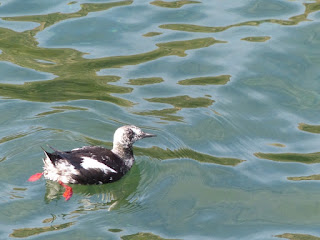 Cepphus grylle - Guillemot à miroir