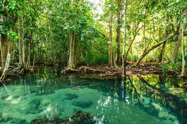 Mangrove mulai menarik perhatian pada abad yang lalu. Pada tahun 1494, Christopher Columbus menemukan hutan mangrove dengan pohon yang tinggi dan akar nafas menggantung. Ekosistem ini memiliki pertumbuhan yang rapat.